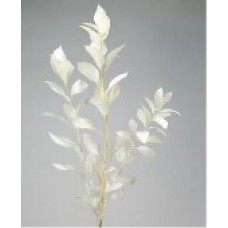 GARDEN RUSCUS PRESERVED BLEACHED-